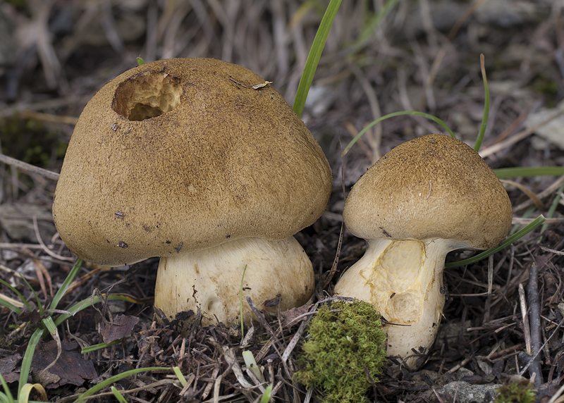 Cortinarius cotoneus